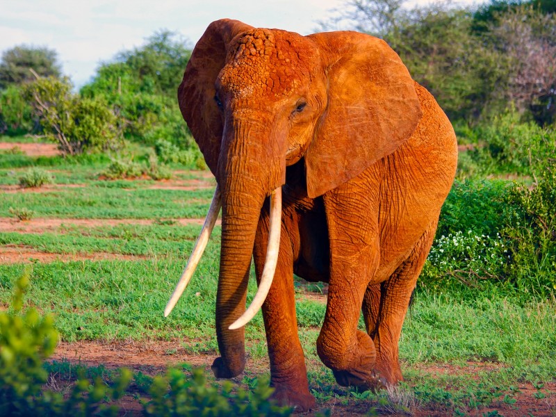 Roter Elefant, Tsavo West
