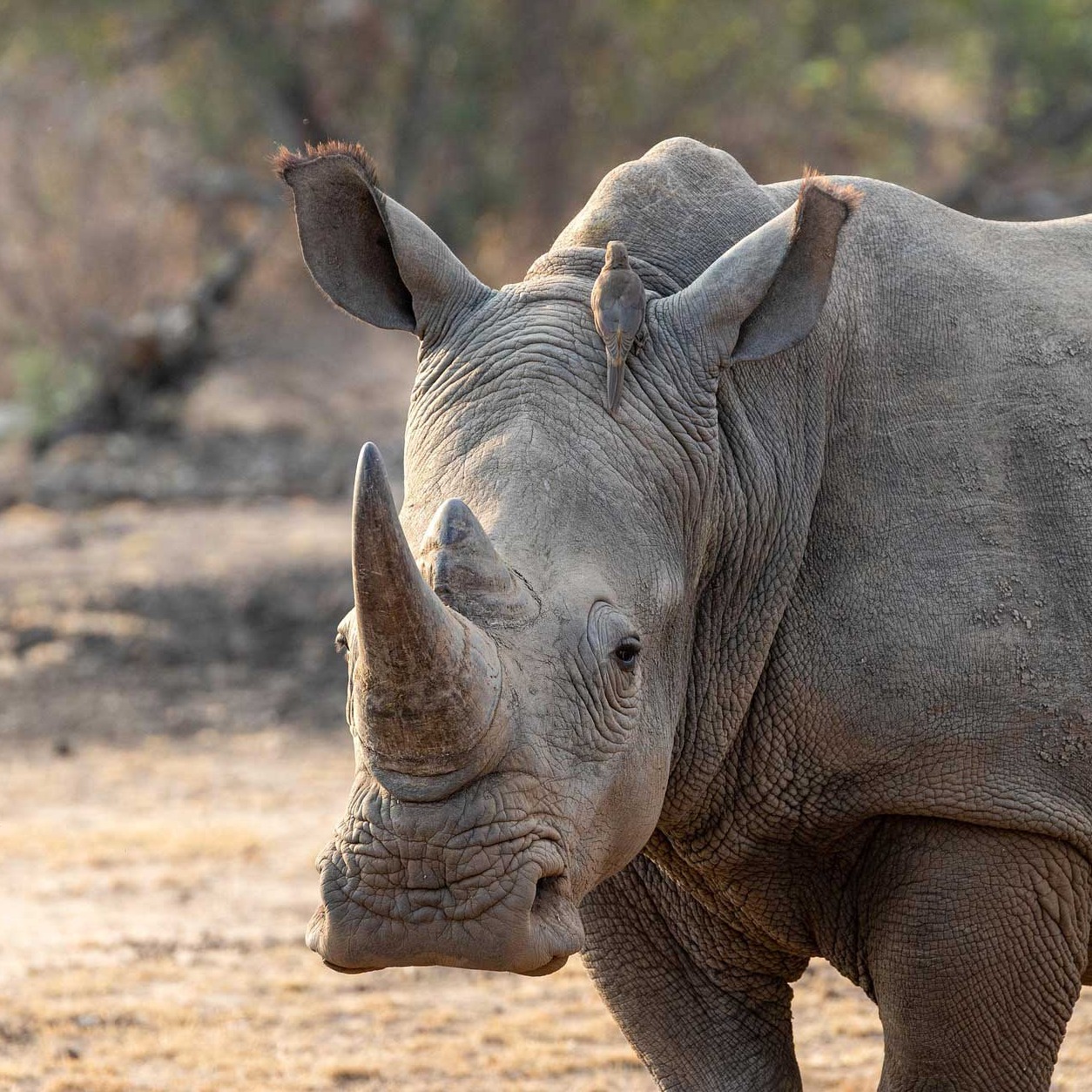 Traumstrand & Rift Valley Safari - Aberdares, Rhino
