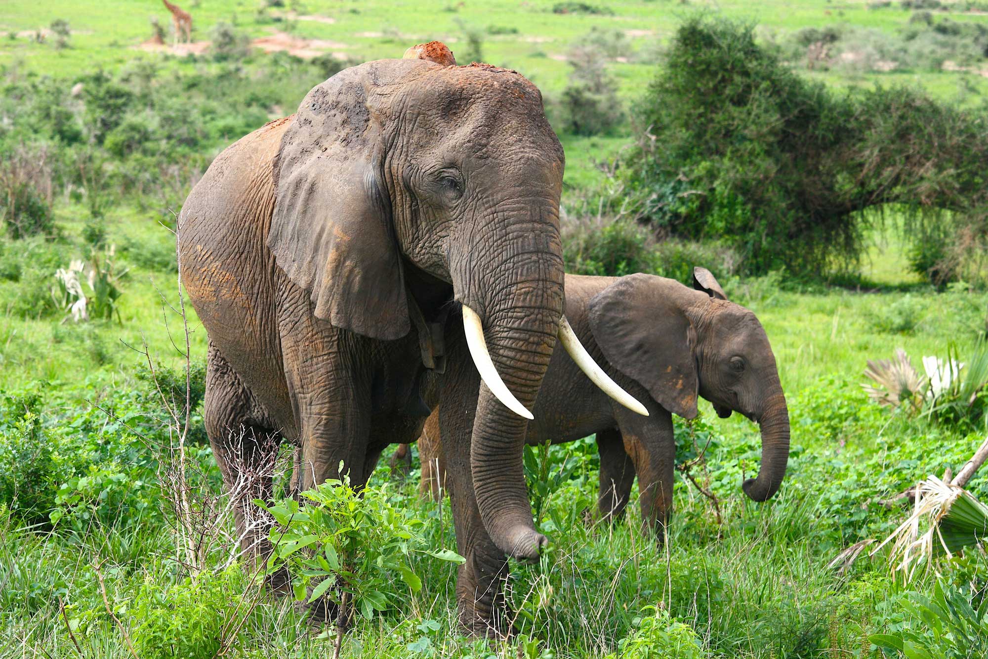 Elefanten in den Shimba Hills