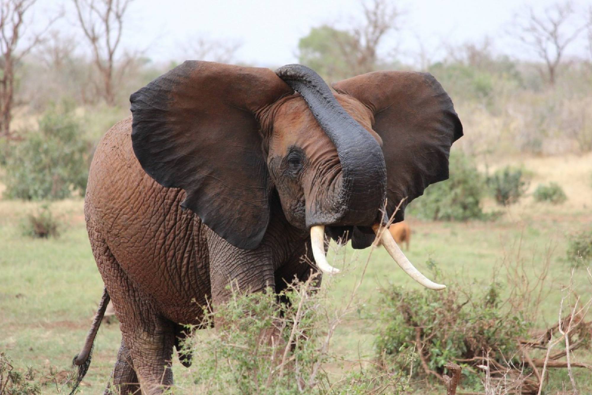 Safariveranstalter Kenia - Tsavo Ost / West / Amboseli / Lumo