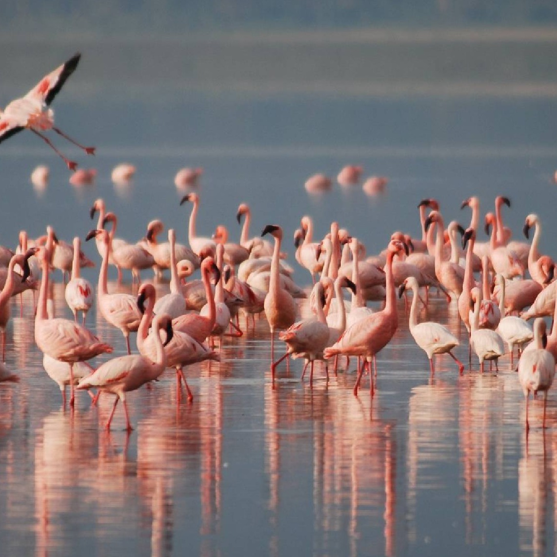 Rift Valley Starter Tour - Naivasha- Colobus