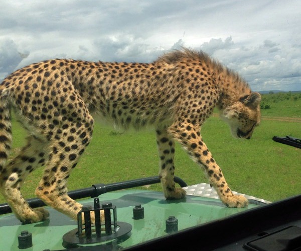 Safariveranstalter in Diani - Kenia