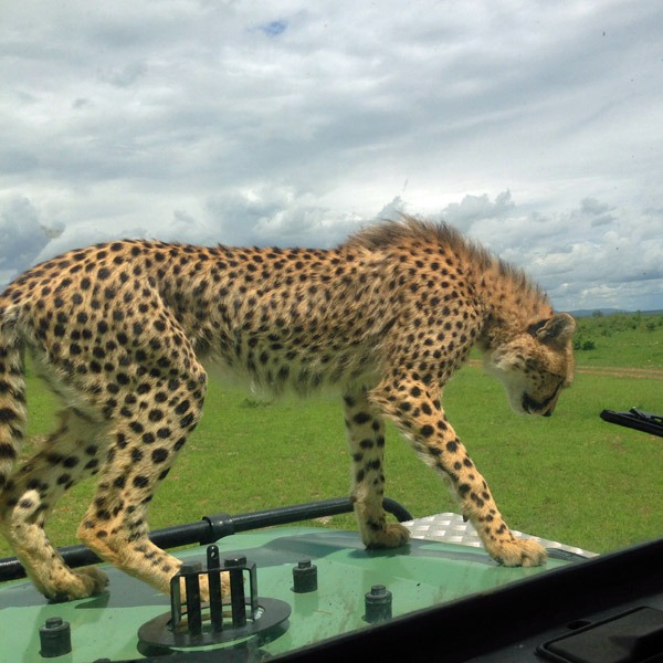 Safariveranstalter in Diani - Kenia