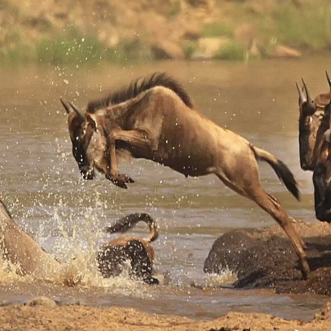Strandurlaub und Safari Kombination in Kenia