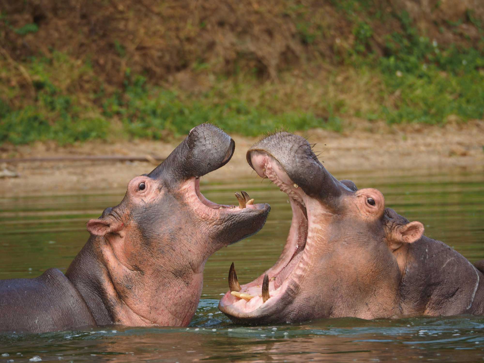Tsavo Ost - Hippos