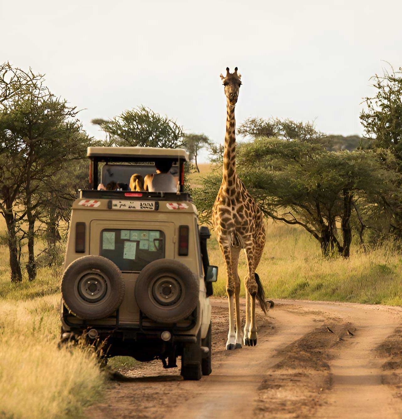 Safariveranstalter in Diani - Kenia