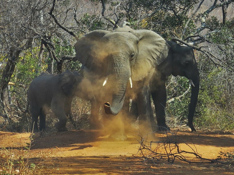 Safaris zu den Elefanten Kenias