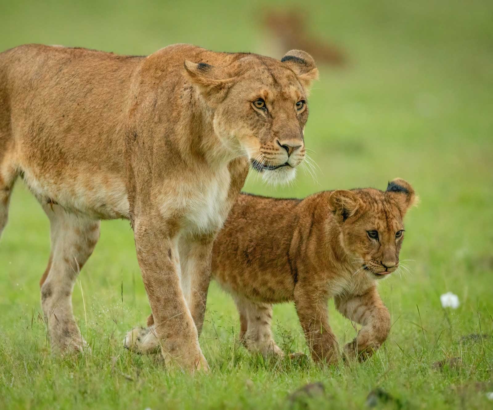 Rift Valley Starter Tour - Masai Mara