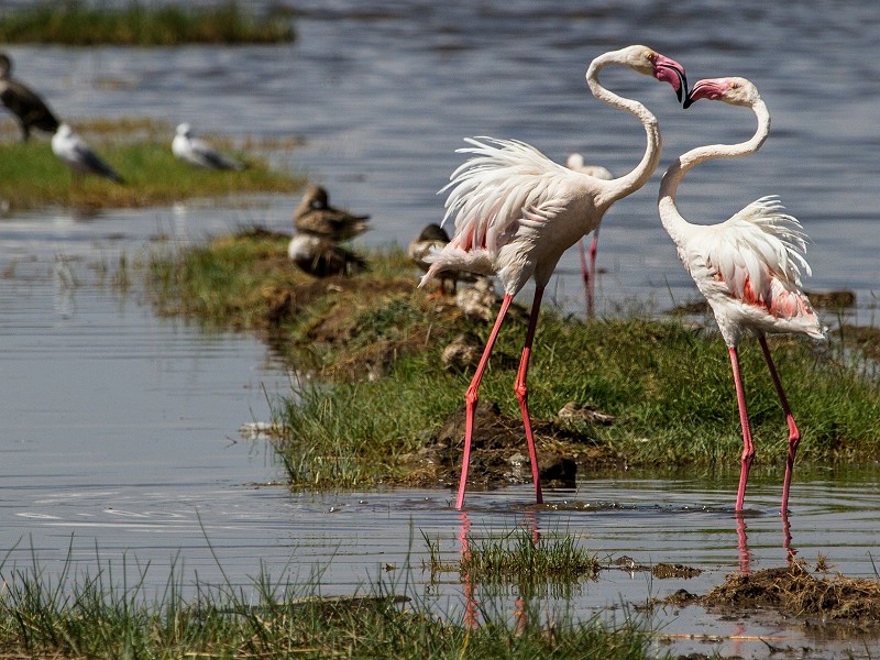 Flamingos und Safari in Kenia