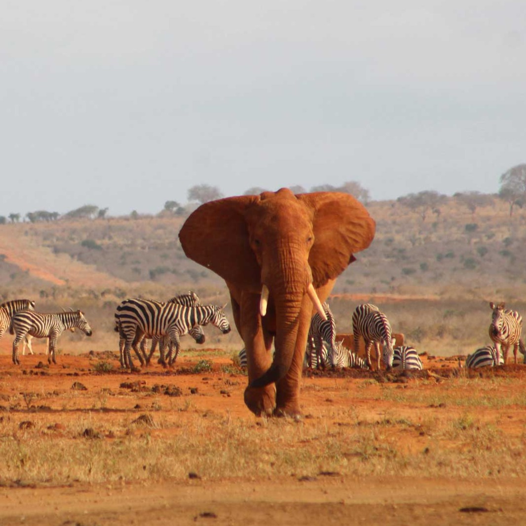 Strandurlaub und Safari Kombination in Kenia