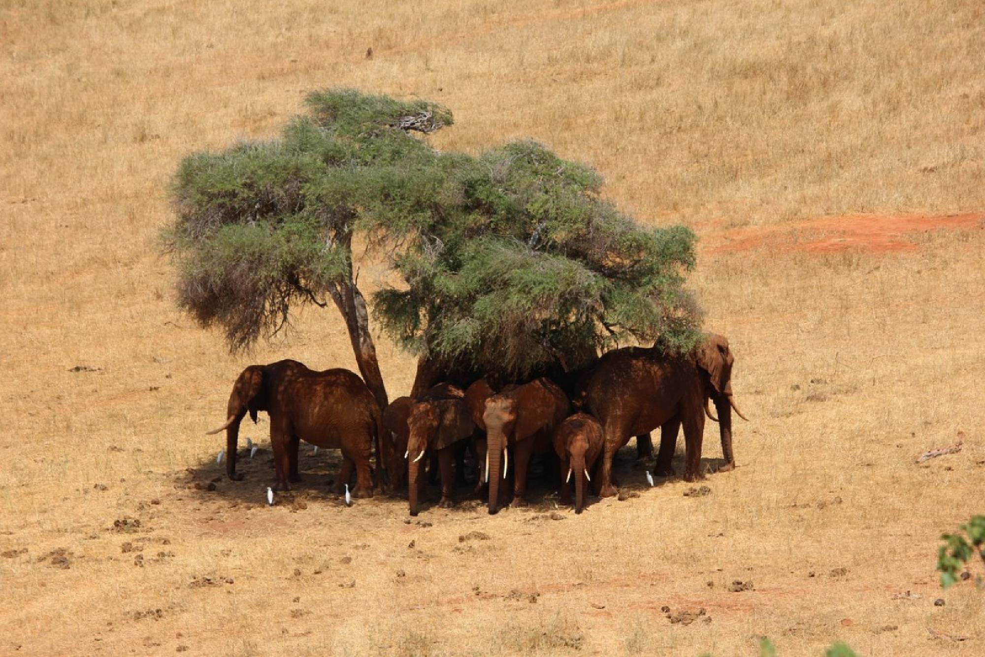 Tsavo und Strand
