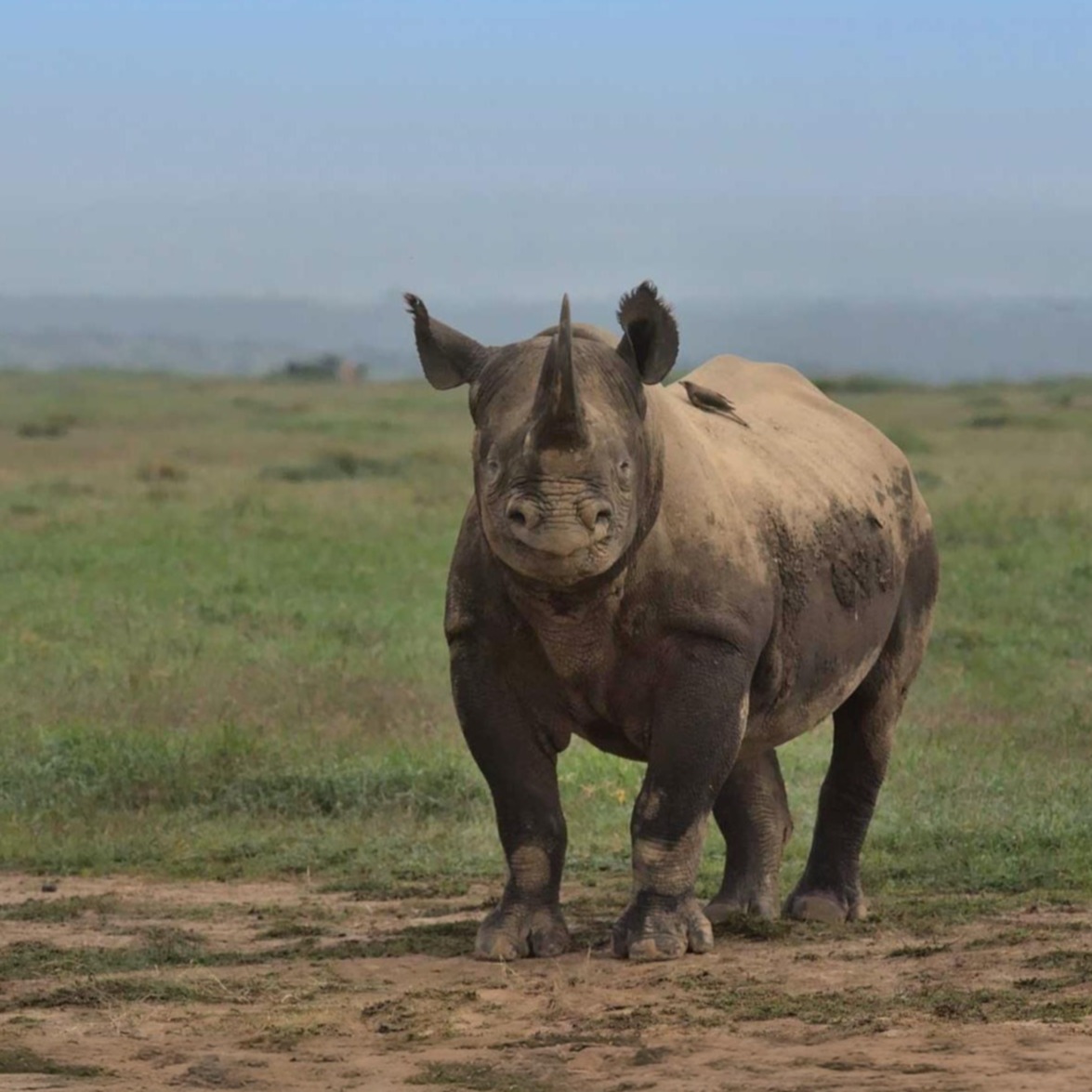 Strandurlaub und Safari Kombination in Kenia